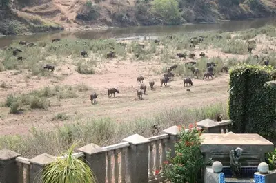 a herd of elephants in a field near a river at Belvedere-on-River in Malelane