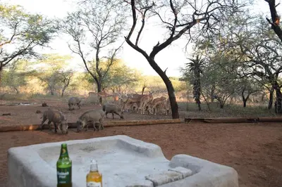 a herd of elephants in a field with two bottles at Khumbula iAfrica 1 in Marloth Park