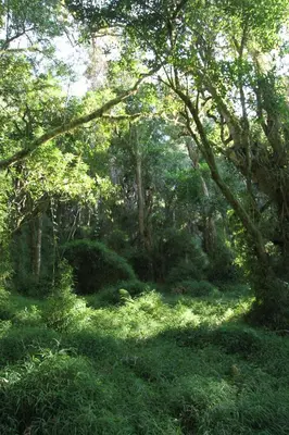 a forest filled with lush green trees and bushes at Stanford Lake lodge in Haenertsburg