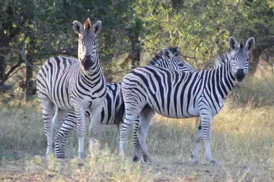 a group of three zebras standing in a field at Camp Bethel in Hoedspruit