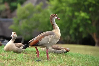three ducks standing in the grass in a field at Kruger Park Lodge Unit No. 277 in Hazyview