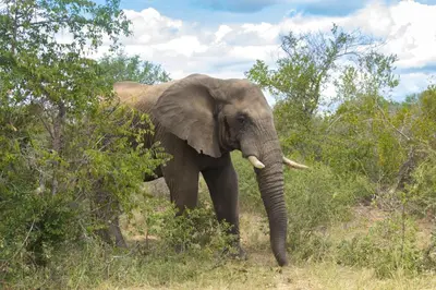an elephant standing in the grass next to trees at Mvuradona Safari Lodge in Marloth Park