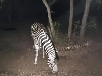 a zebra grazing on the ground at night at African Sky in Marloth Park