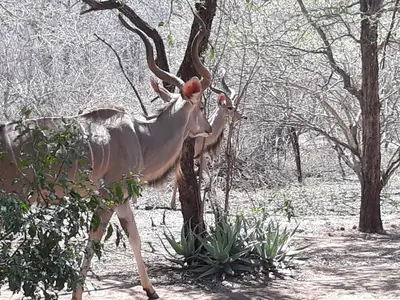 a deer with antlers is walking through a forest at African Sky in Marloth Park
