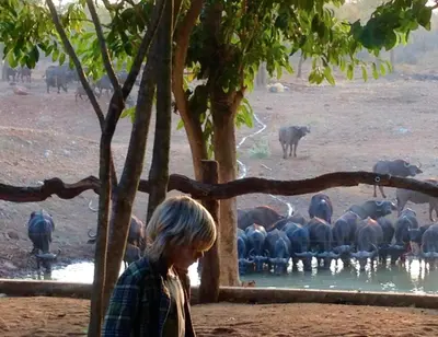 a woman standing in front of a herd of animals at Lamai Safari Lodge in Balule Game Reserve