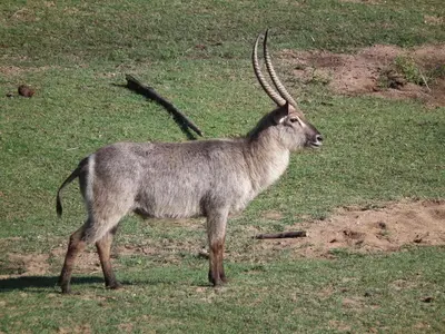 an animal with long horns standing in a field at Rio Vista Lodge in Malelane