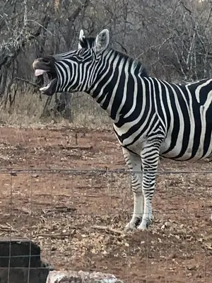 a zebra standing in a field with its mouth open at Call of the Wild Lodge in Hoedspruit