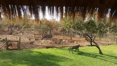 a zebra and other animals in a field with waterfall at Call of the Wild Lodge in Hoedspruit