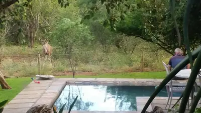 a man sitting in a chair looking at a deer by a pool at Call of the Wild Lodge in Hoedspruit