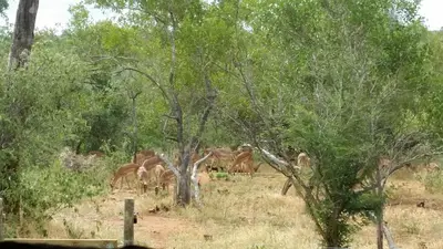 a herd of animals grazing in a field with trees at Call of the Wild Lodge in Hoedspruit