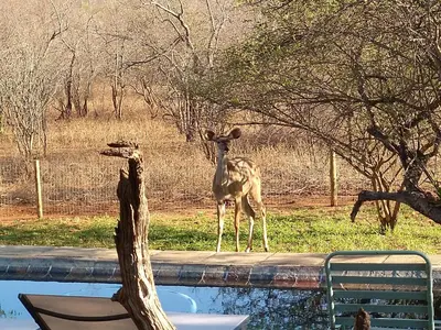 a giraffe standing next to a pool of water at Call of the Wild Lodge in Hoedspruit