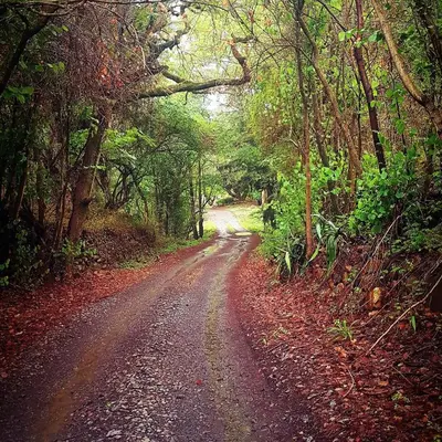 a dirt road in the middle of a forest at Rocky Drift Private Nature Reserve in Waterval Boven