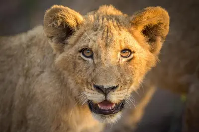 a close up of a lion looking at the camera at Tangala Safari Camp in Thornybush Game Reserve