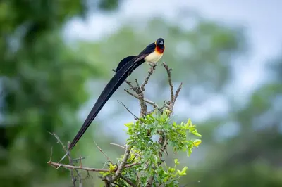a bird perched on top of a tree branch at Tangala Safari Camp in Thornybush Game Reserve