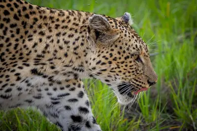 a leopard walking through the grass with its tongue at Tangala Safari Camp in Thornybush Game Reserve