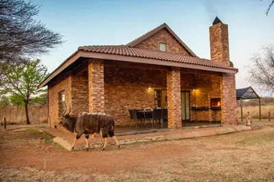 a bull walking in front of a brick house at Sondela Nature Reserve & Spa Chalets in Bela-Bela