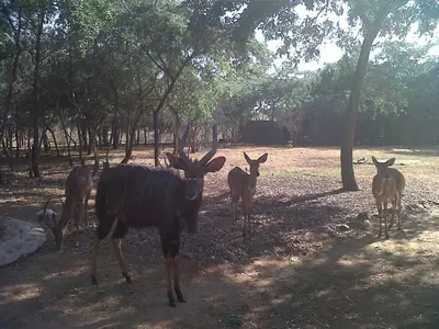a group of deer standing in a field with trees at Sondela Nature Reserve & Spa Chalets in Bela-Bela