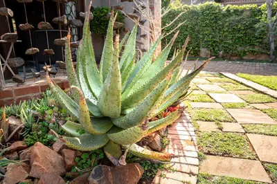 a succulentuanauanauanauanauanauanauanauanauanauanauanauana at Klip en Kristal Guest House in Bela-Bela