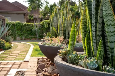 a group of cactuses and plants in a garden at Klip en Kristal Guest House in Bela-Bela