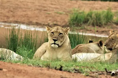 three lions laying in the grass in a field at Abendruhe Lodge in Pretoria