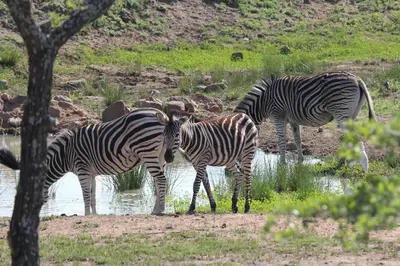 a group of zebras standing in the water at Abendruhe Lodge in Pretoria
