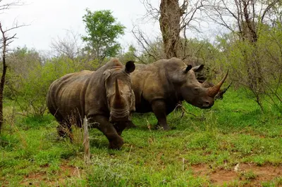 two rhinos standing next to each other in a field at Marloth Park Hippo House in Marloth Park