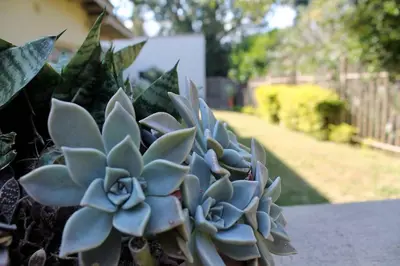 a succulent plant in a pot in a yard at Green Fields Cottage in Nelspruit