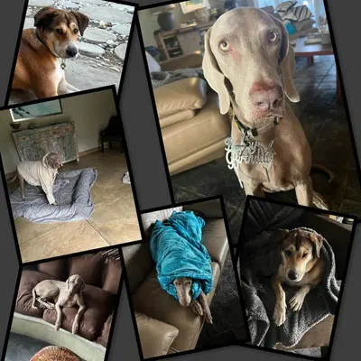 a collage of pictures of dogs in a room at La Lechere Guest House in Phalaborwa