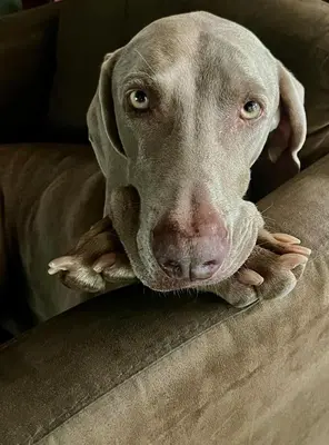 a dog laying on a couch looking at the camera at La Lechere Guest House in Phalaborwa
