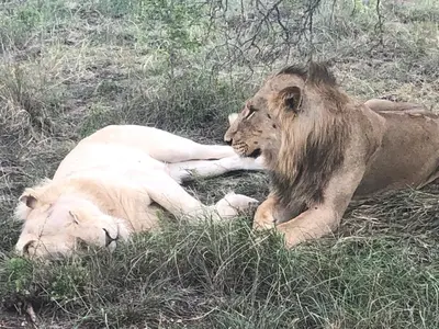 a lion laying on the ground in the grass at Sunset Lodge & Safaris in Guernsey Nature Reserve