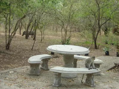 two monkeys sitting on picnic tables with an elephant in the background at Hakuna Matata in Marloth Park