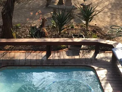 a deer sitting next to a swimming pool at Hakuna Matata in Marloth Park