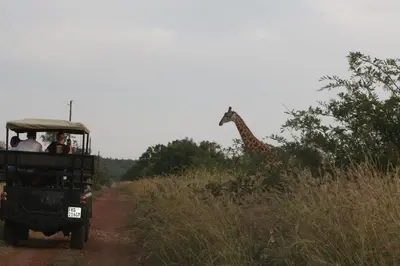 a group of people in a safari vehicle looking at a giraffe at Roaring Sky Base Camp in Baviaanspoort
