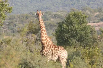 a giraffe standing in the middle of a field at Roaring Sky Base Camp in Baviaanspoort