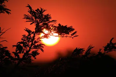 a sunset with a tree in the foreground at Roaring Sky Base Camp in Baviaanspoort