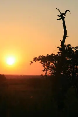 a silhouette of a tree with the sunset in the background at Roaring Sky Base Camp in Baviaanspoort