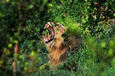 a bear with its mouth open in the grass at Ngalali Retreat in Grietjie Nature Reserve