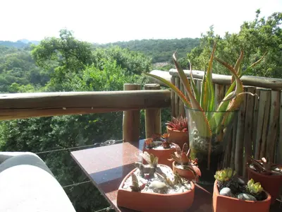 a group of potted plants sitting on a balcony at Utopia in Africa Guest Villa in Nelspruit