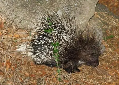 a porcupine walking on the ground next to a rock at Utopia in Africa Guest Villa in Nelspruit