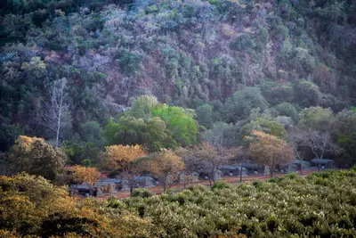 a view of a park with trees and a mountain at Lions Rock Rapids - Luxury Tented Camp in Hazyview
