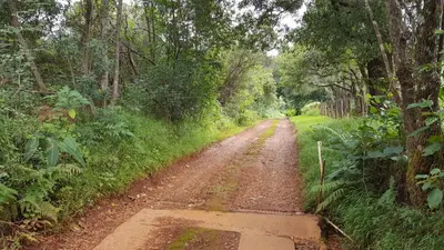 a dirt road in the middle of a forest at Wild Forest Inn in Graskop
