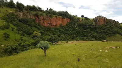 a green field with a tree in the middle of a hill at Tegwaan Country Getaway in Waterval Boven
