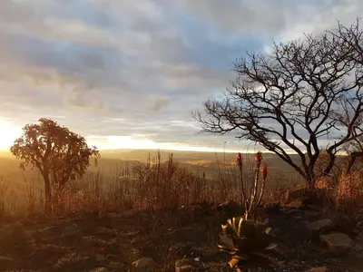 a cactus and trees on the side of a hill at Tegwaan Country Getaway in Waterval Boven