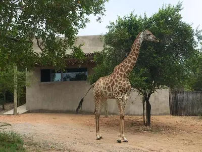 a giraffe standing in front of a tree at Nextdoor Kruger in Marloth Park
