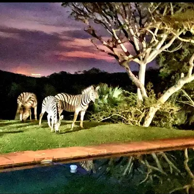 three zebras grazing in the grass near a pool of water at Wild Fig Guesthouse in White River