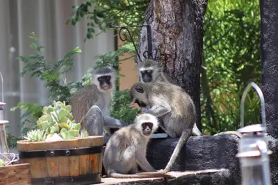 a group of monkeys sitting next to a tree at African Rock Lodge in Hoedspruit