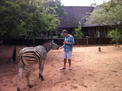a man is standing next to a zebra at Needles Lodge in Marloth Park