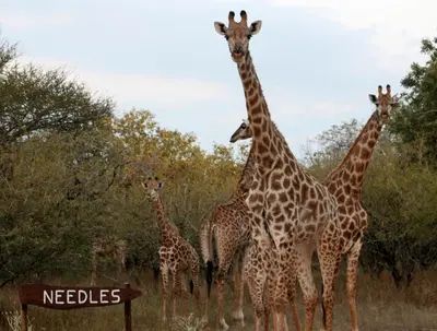 a group of giraffes standing next to a sign at Needles Lodge in Marloth Park