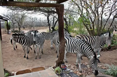 a herd of zebras standing next to a tree at Needles Lodge in Marloth Park