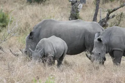 two adult elephants and a baby rhino grazing in a field at Needles Lodge in Marloth Park